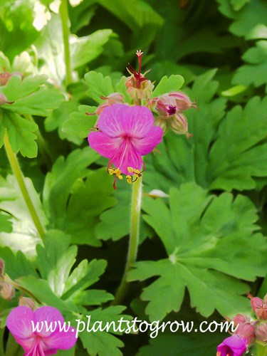 Bevan's Variety Geranium (Geranium macrorrhizum)